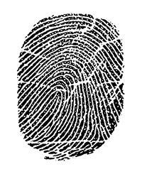 Adult Fingerprint